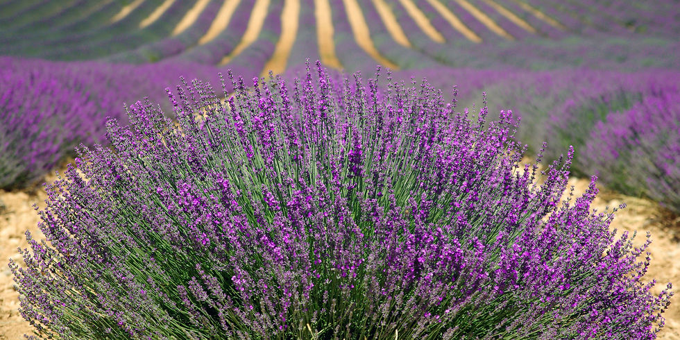 Champ de lavande en Provence, symbole du sud de la France, intégré à une expérience d’immersion linguistique et culturelle