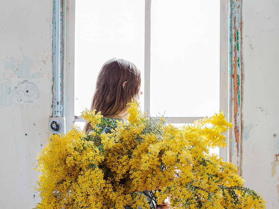 Mimosa en fleurs en Provence en hiver, symbole du climat doux de la région