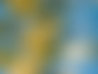 La Route du Mimosa : un incontournable en Provence en hiver