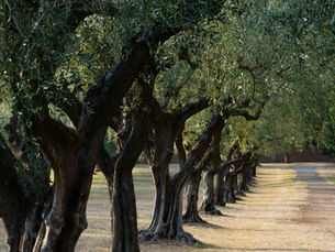 Les olives en Provence : Emblème provençal