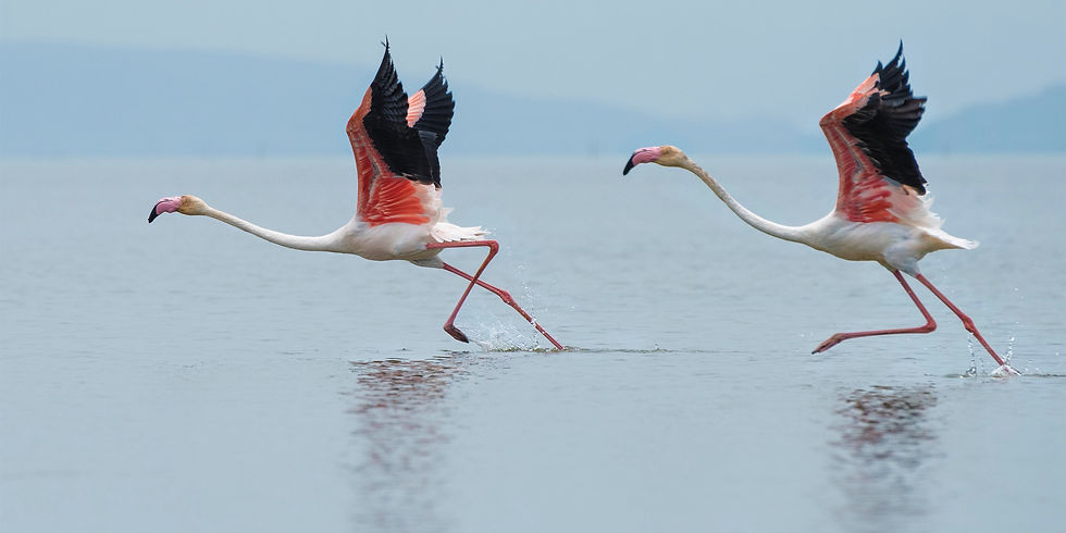 Une journée au parc ornithologique du Pont de Gau en Camargue en Provence avec Angela