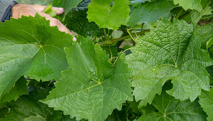 Drobné léze bakteriózy 