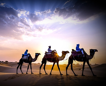 UAE CAMELS.jpg