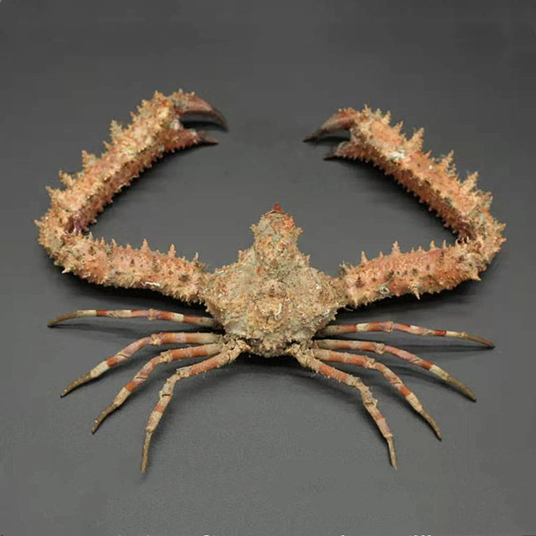 Filled Parthenope validus crab taxidermy natural color