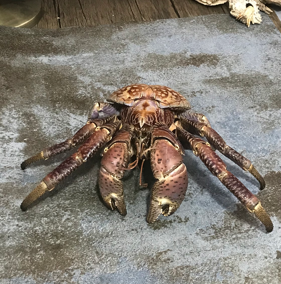 Thumbnail: Birgus latro Coconut crab taxidermy medium 