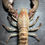 Thumbnail: Giant Very Big Boston Lobster Homarus amricanus