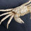 Thumbnail: Helmet Crab Taxidermy Telmessus cheiragonus