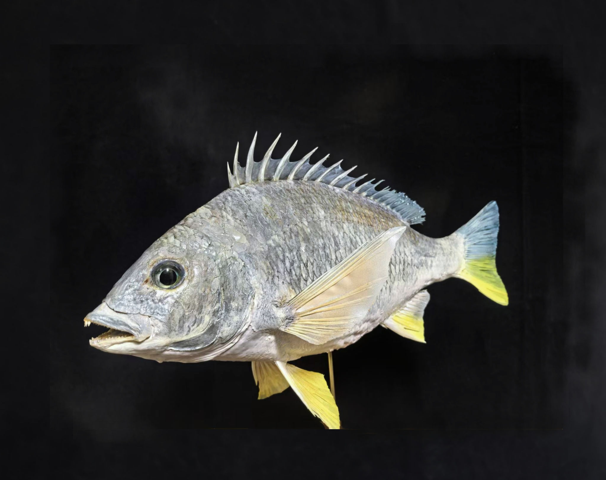 Sparus latus Acanthopagrus latus Fish Taxidermy