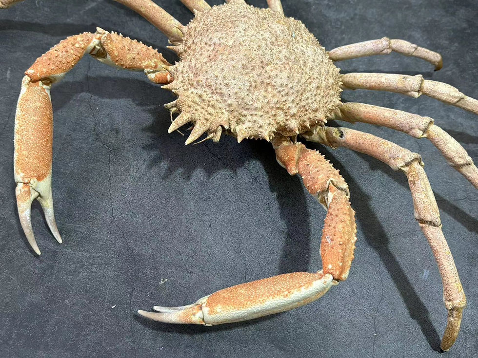 Thumbnail: Taxidermy European spider crab 5