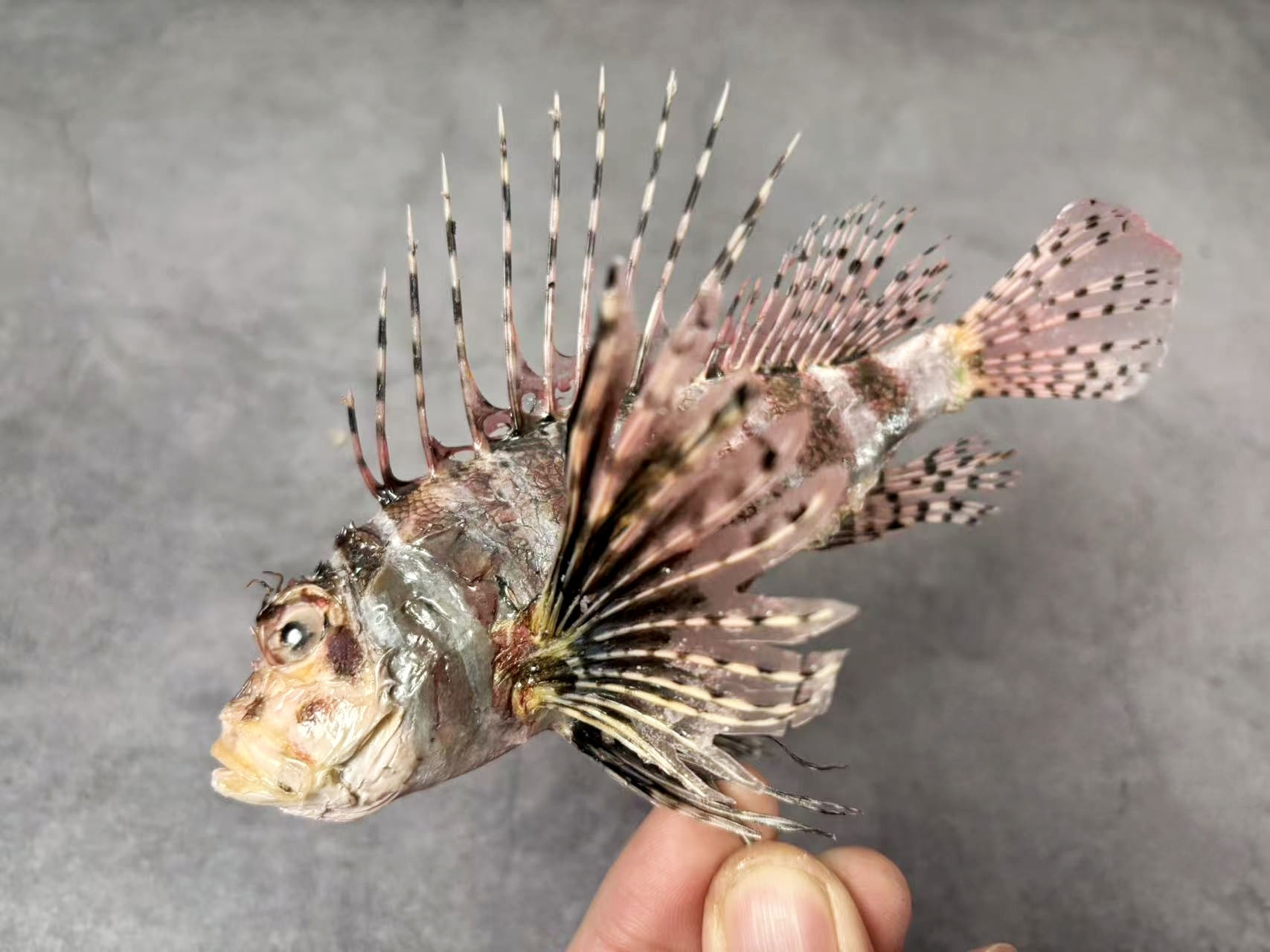 Lionfish Pterois Taxidermy