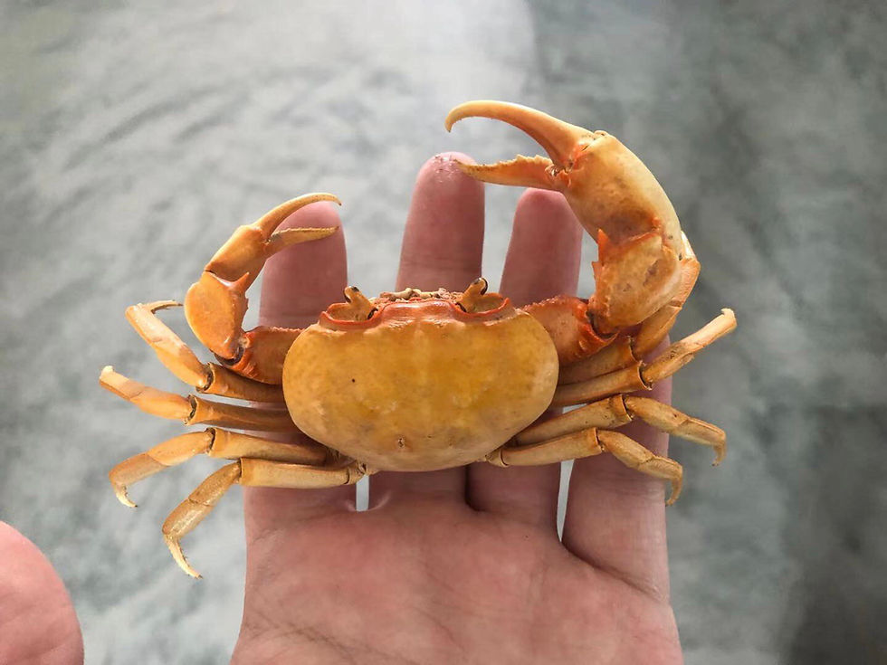 Thumbnail: Yellow lake crab taxidermy 
