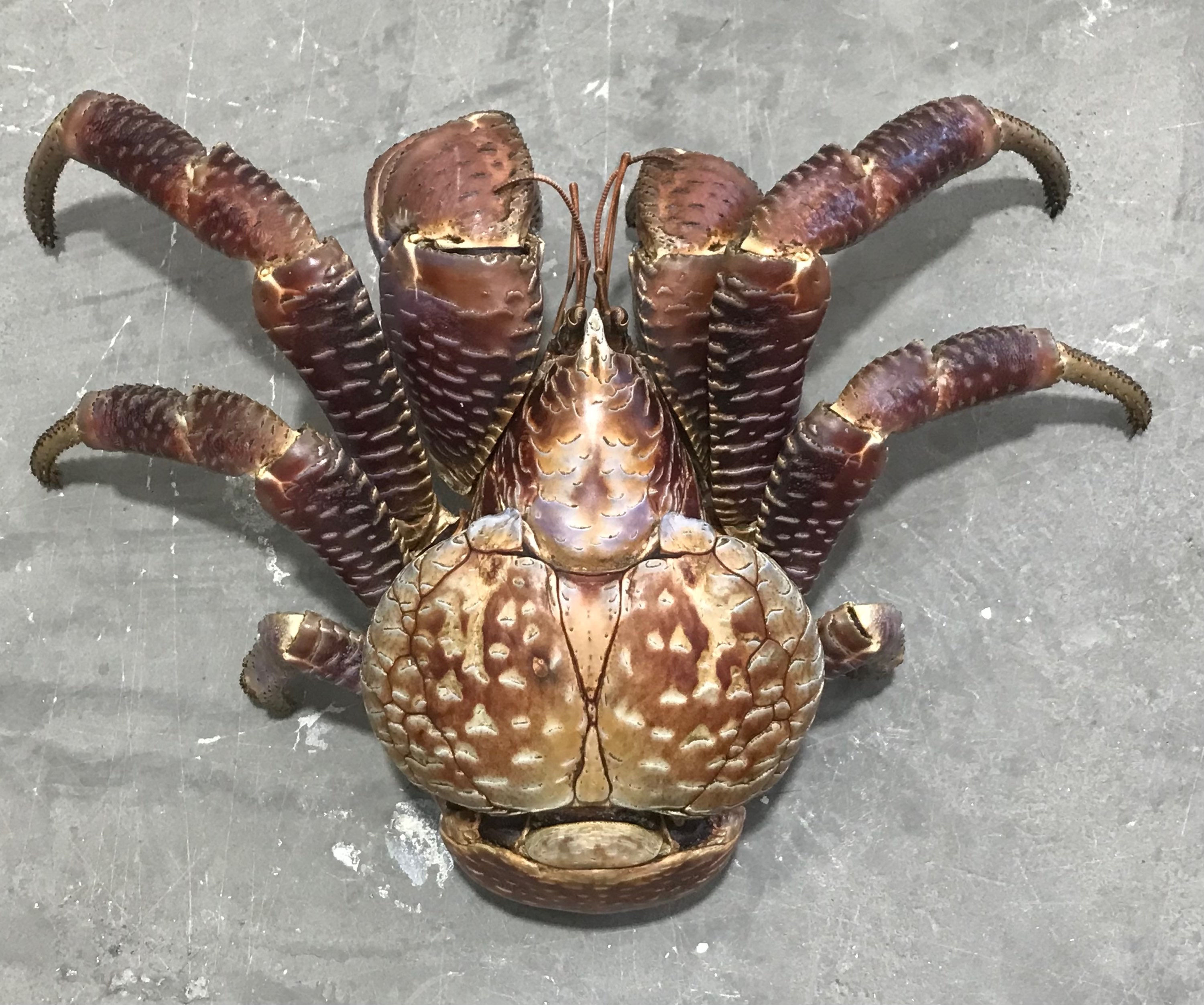 Birgus latro Coconut crab taxidermy medium 