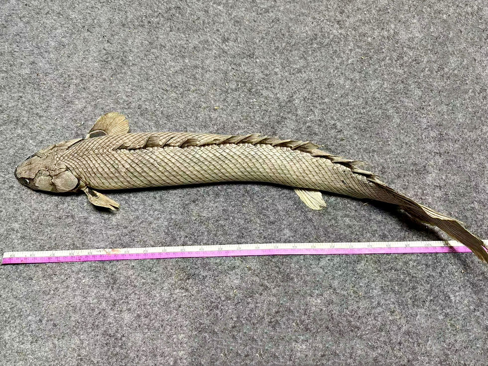 Thumbnail: Nile bichir Polypterus bichir Fish Taxidermy No.2