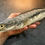 Thumbnail: Toman Snakehead fish Channa micropeltes Fish Taxidermy