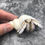Thumbnail: Blue land hermit crab taxidermy Coenobita purpureus (Guam)
