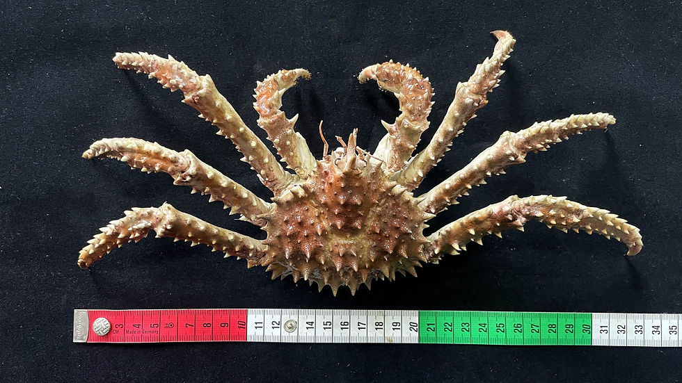 Thumbnail: Repainted Baby King Crab Taxidermy