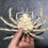 Thumbnail: Museum Quality Deep Sea spiny spider crab taxidermy pair , 100% nicely complete 