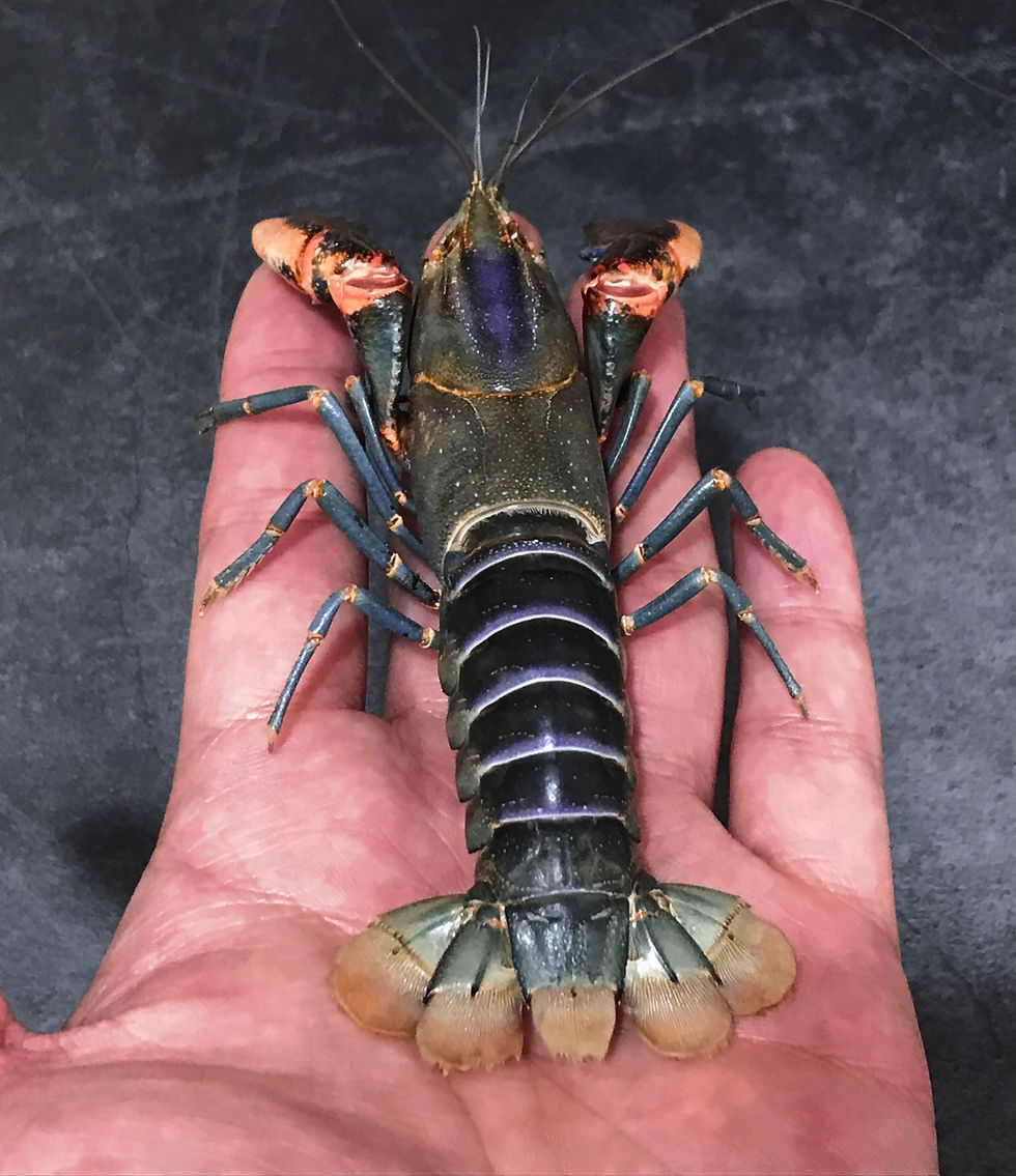 Thumbnail: Metallic coral crayfish taxidermy preserved in natural colours  