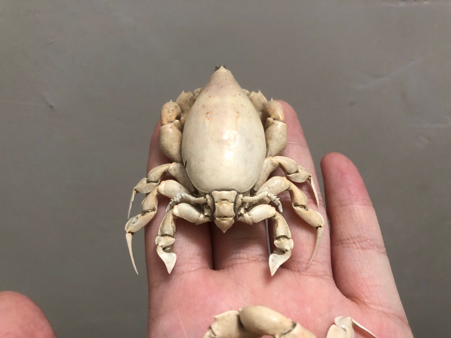 Pear crab taxidermy