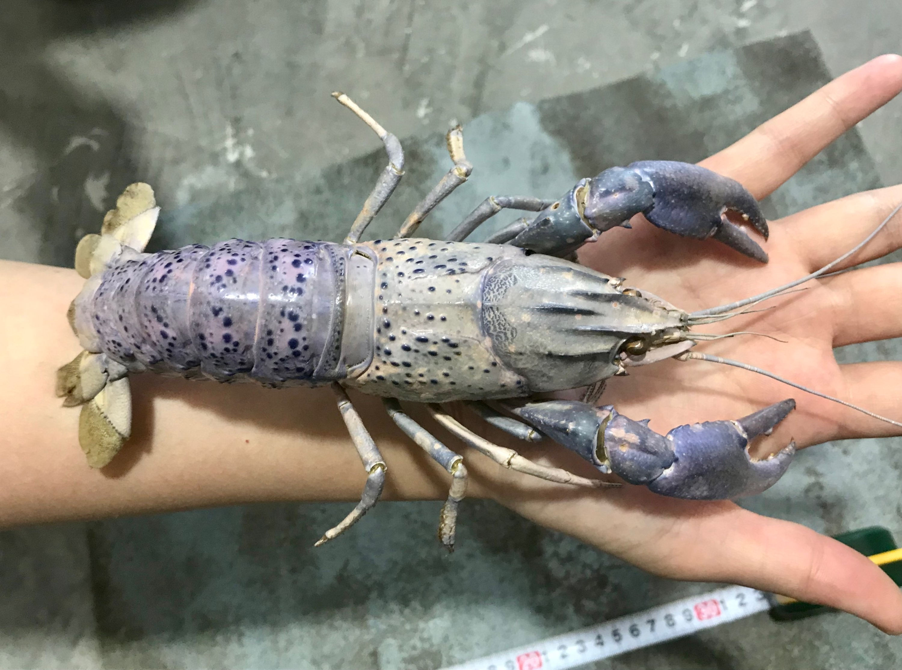 Crayfish taxidermy No3