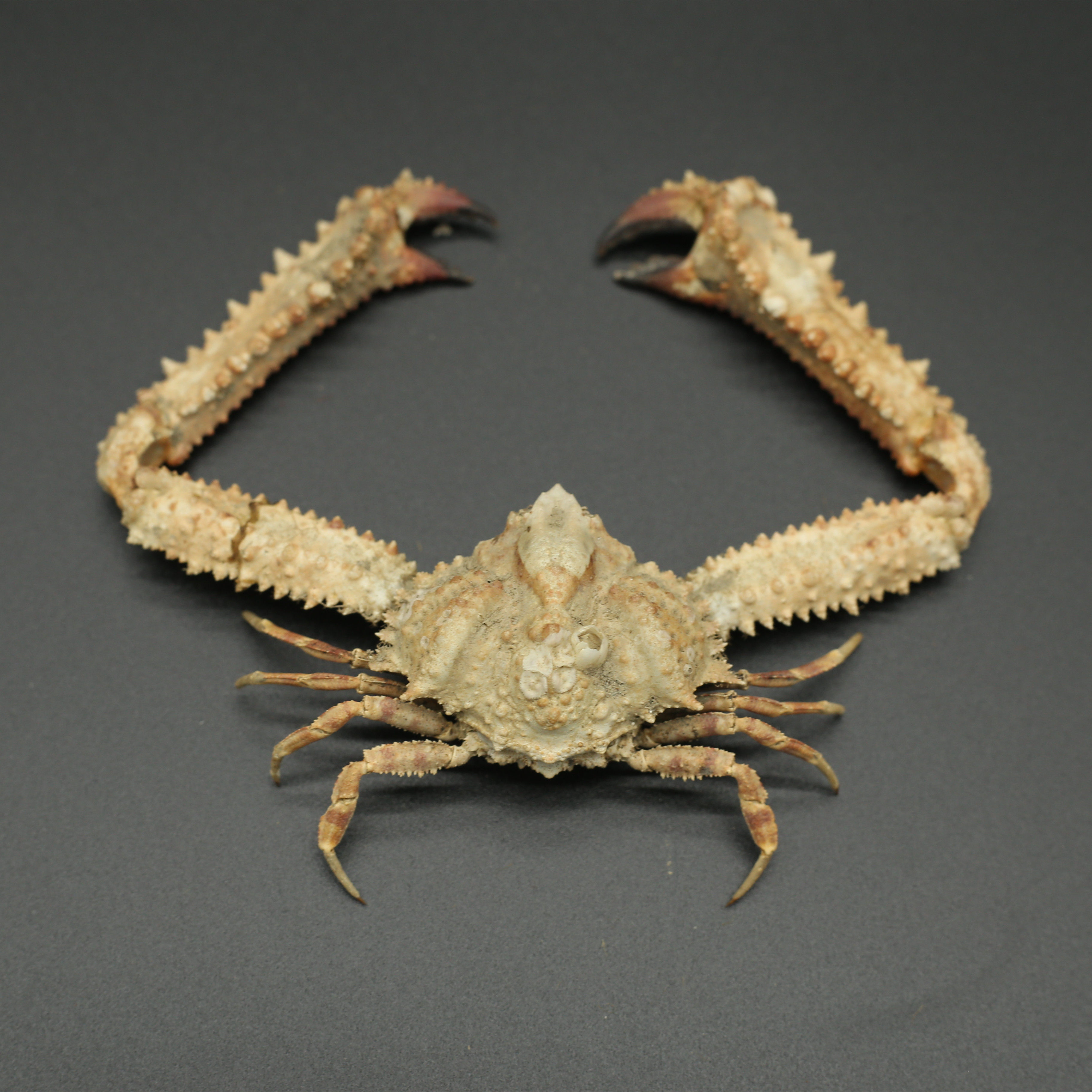 parthenope validus diamond crab taxidermy 