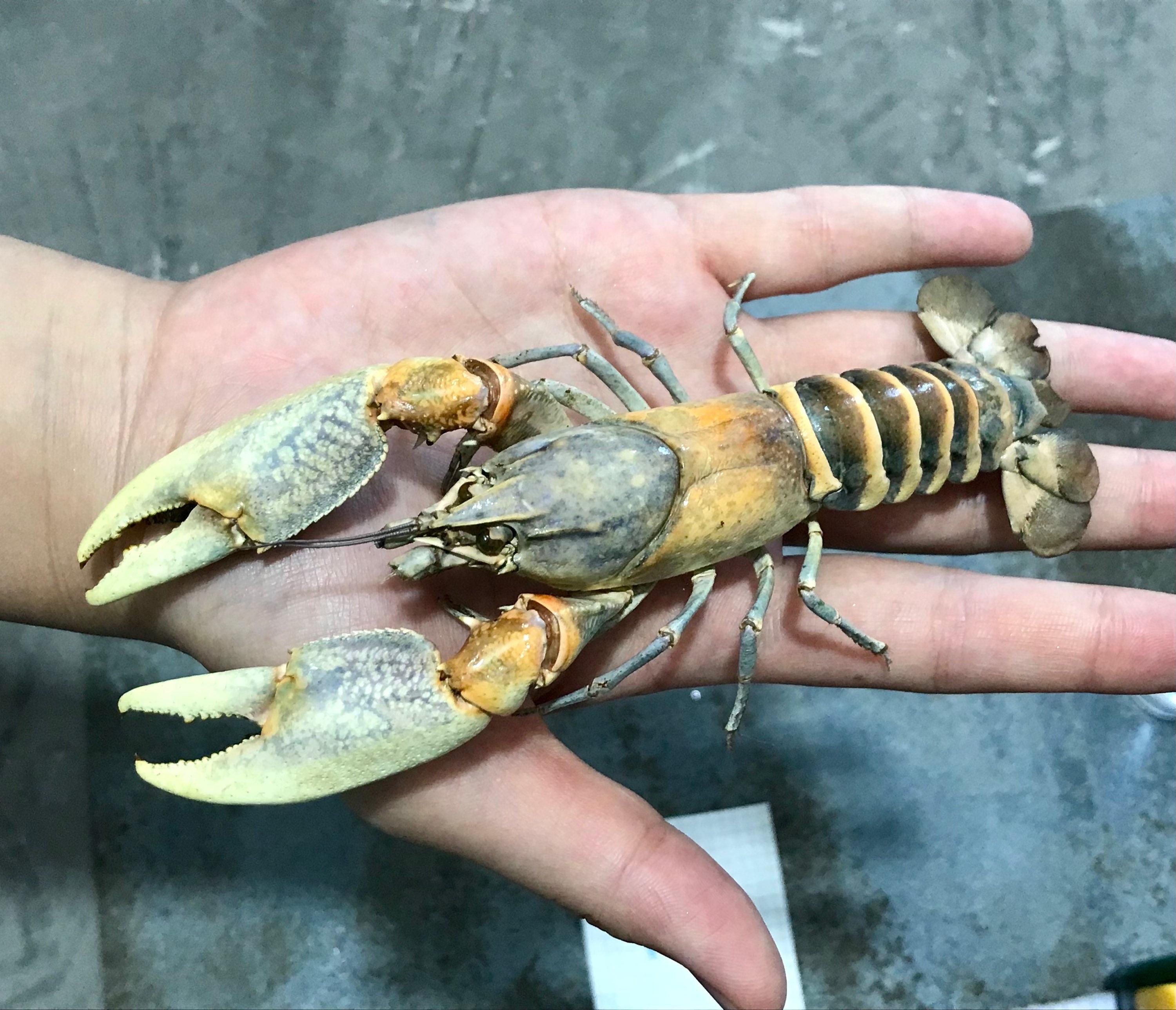 Crayfish taxidermy No14