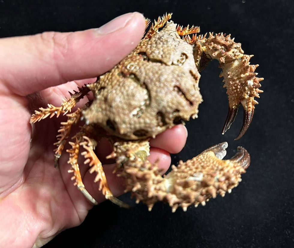 Thumbnail: Rare Found Big Size Spiny Land Crab Dairoides kusei