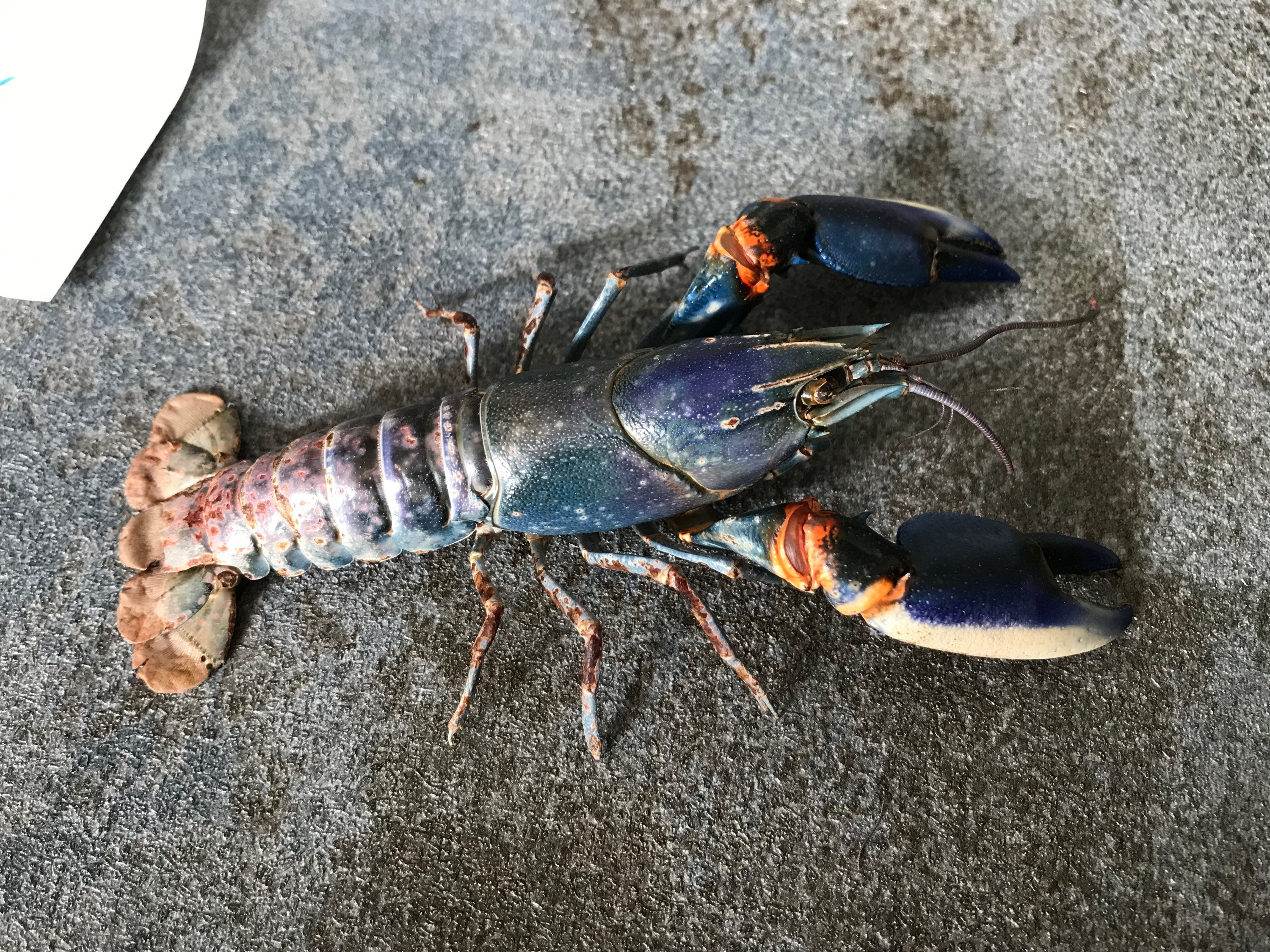 Crayfish taxidermy #56