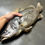 Thumbnail: Very Big Nile perch Lates niloticus Fish Taxidermy