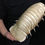 Thumbnail: Deep-sea Giant Isopod Taxidermy Bathynomus giganteus