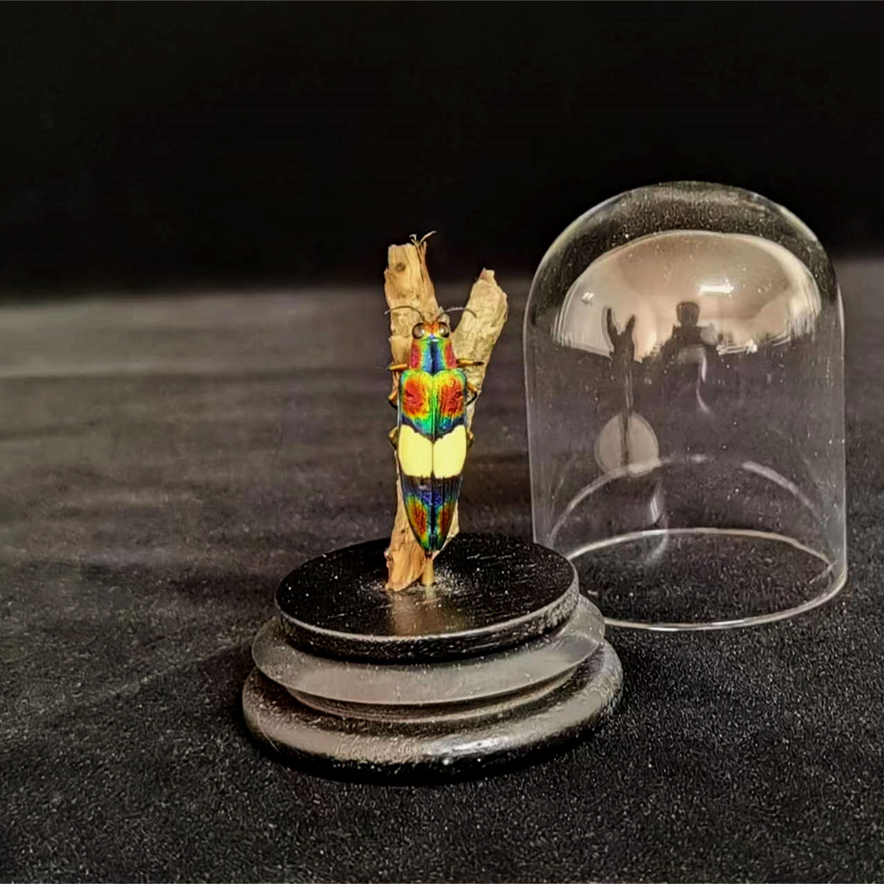 Jewel Rainbow Beetles Chrysochroa fulgens insect taxidermy stands decoration