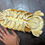 Thumbnail: Deep-sea Isopod Bathynomus giganteus No.5