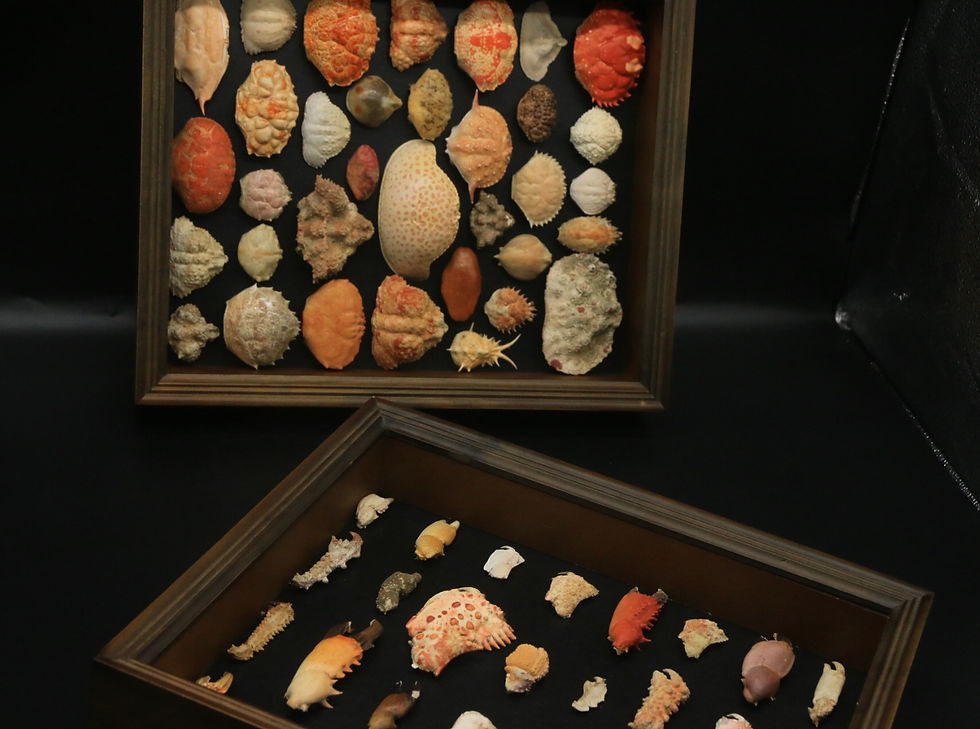 Thumbnail: decorative frames *2 (marine crustaceans carapace & claw)