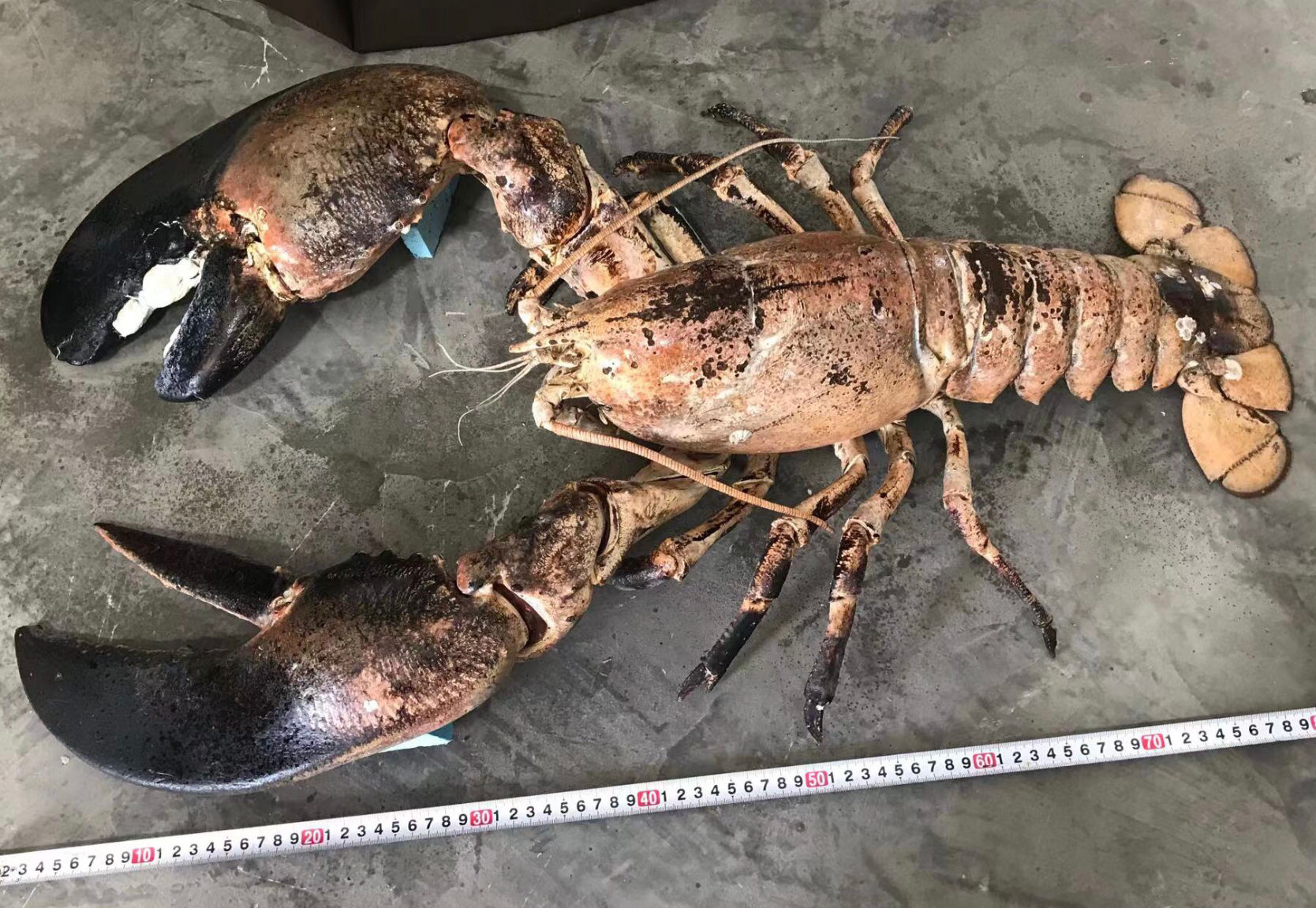 Monster Sized Homarus americanus Giant lobster Taxidermy 85cm