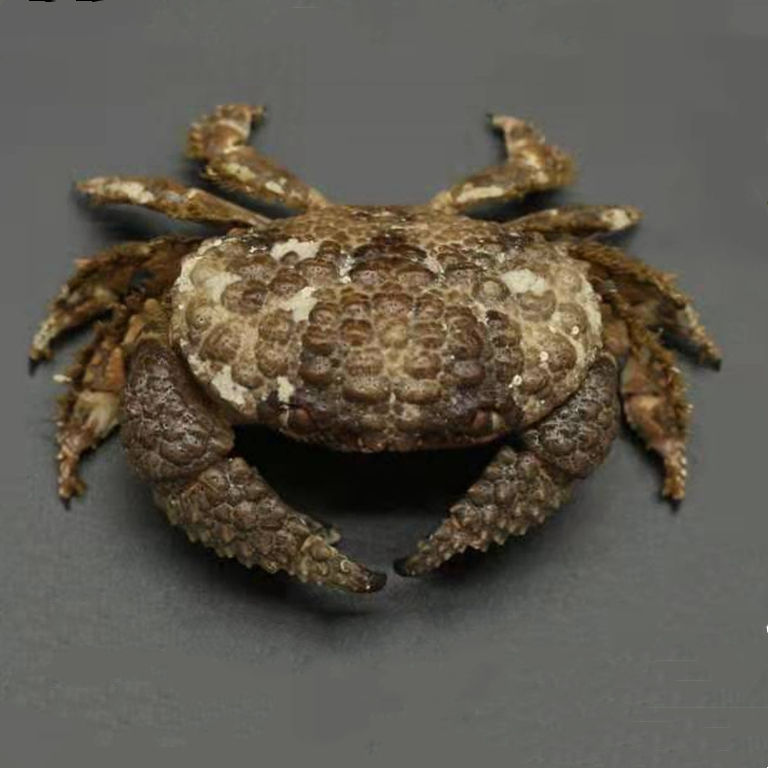 Filled daira perlata crab taxidermy natural color