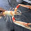 Thumbnail: Nephrops norvegicus Norway crayfish Taxidermy Large No 0