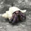 Thumbnail: Deep purple land hermit crab taxidermy rare Coenobita purpureus (Guam)