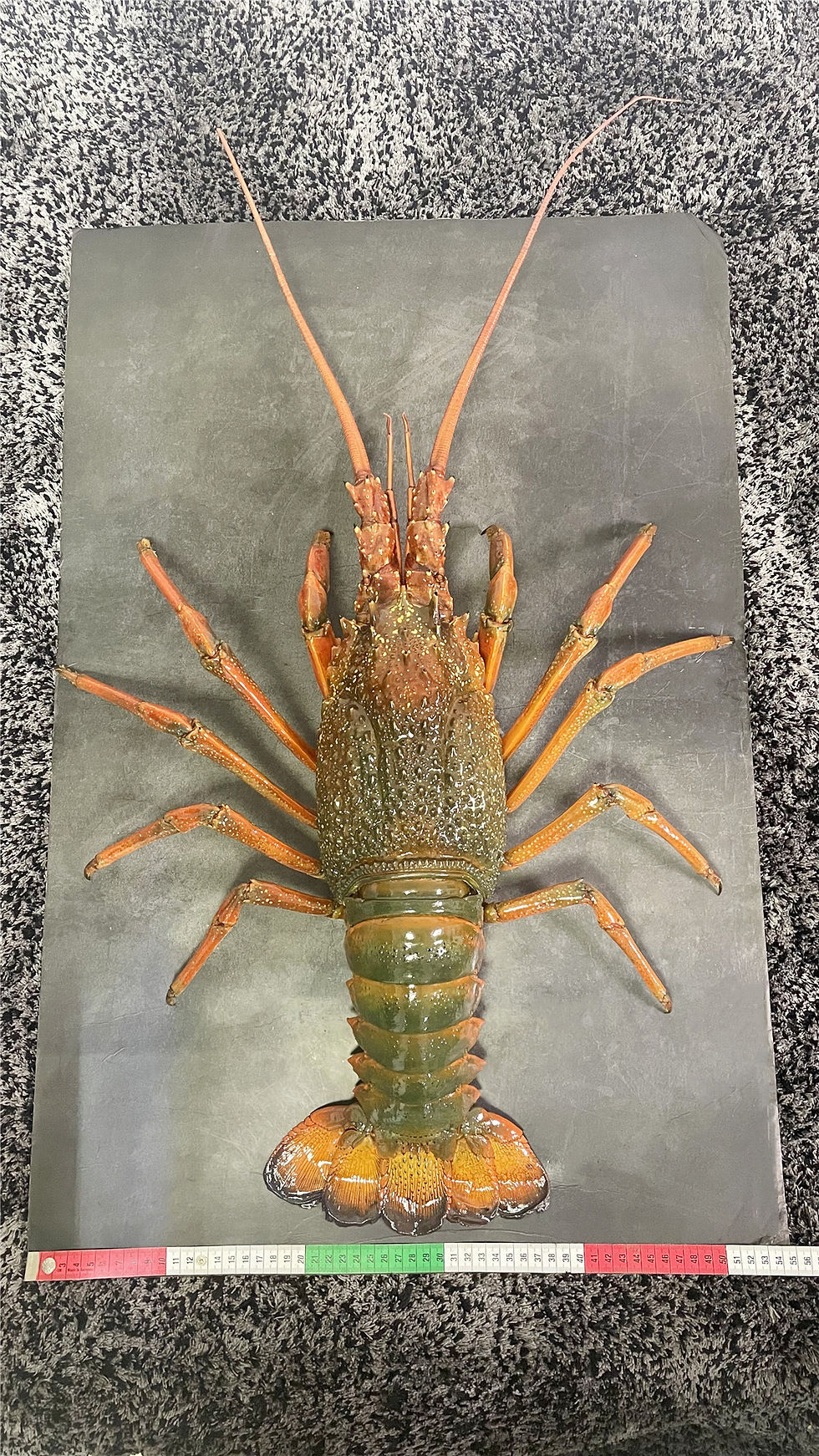 Thumbnail: Large Size Eastern Rock Lobster Jasus verreauxi Taxidermy