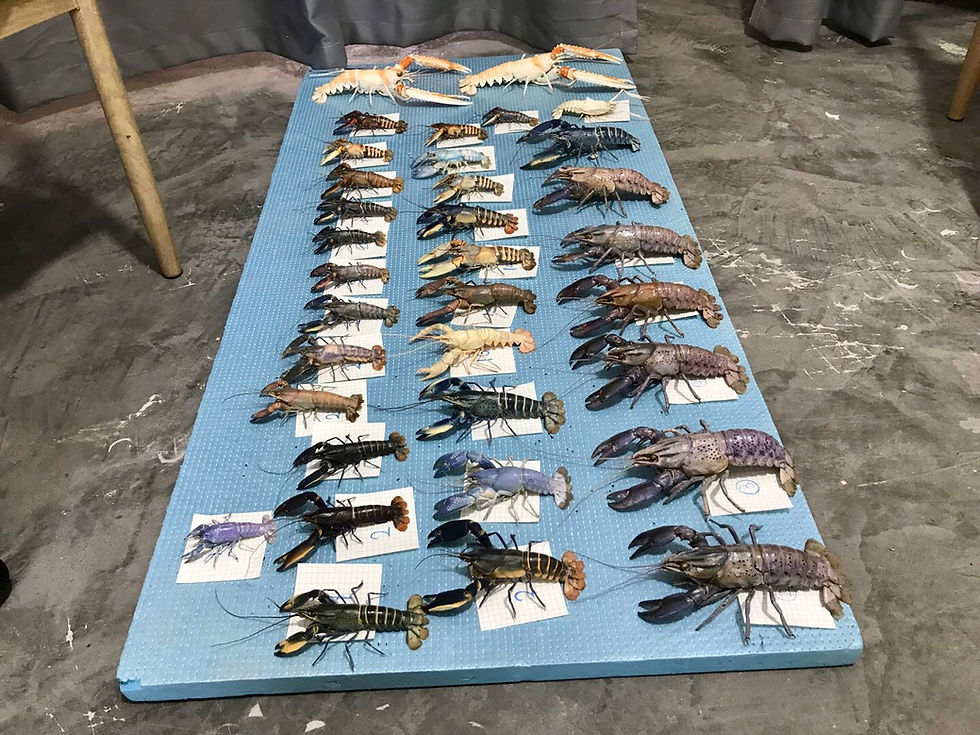 Thumbnail: Crayfish taxidermy Free Combinations (Please contact us for the best offer )