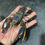 Thumbnail: Metallic coral crayfish taxidermy preserved in natural colours 