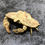 Thumbnail: Rare Cryptolithodes umbrella crab taxidermy , display only 