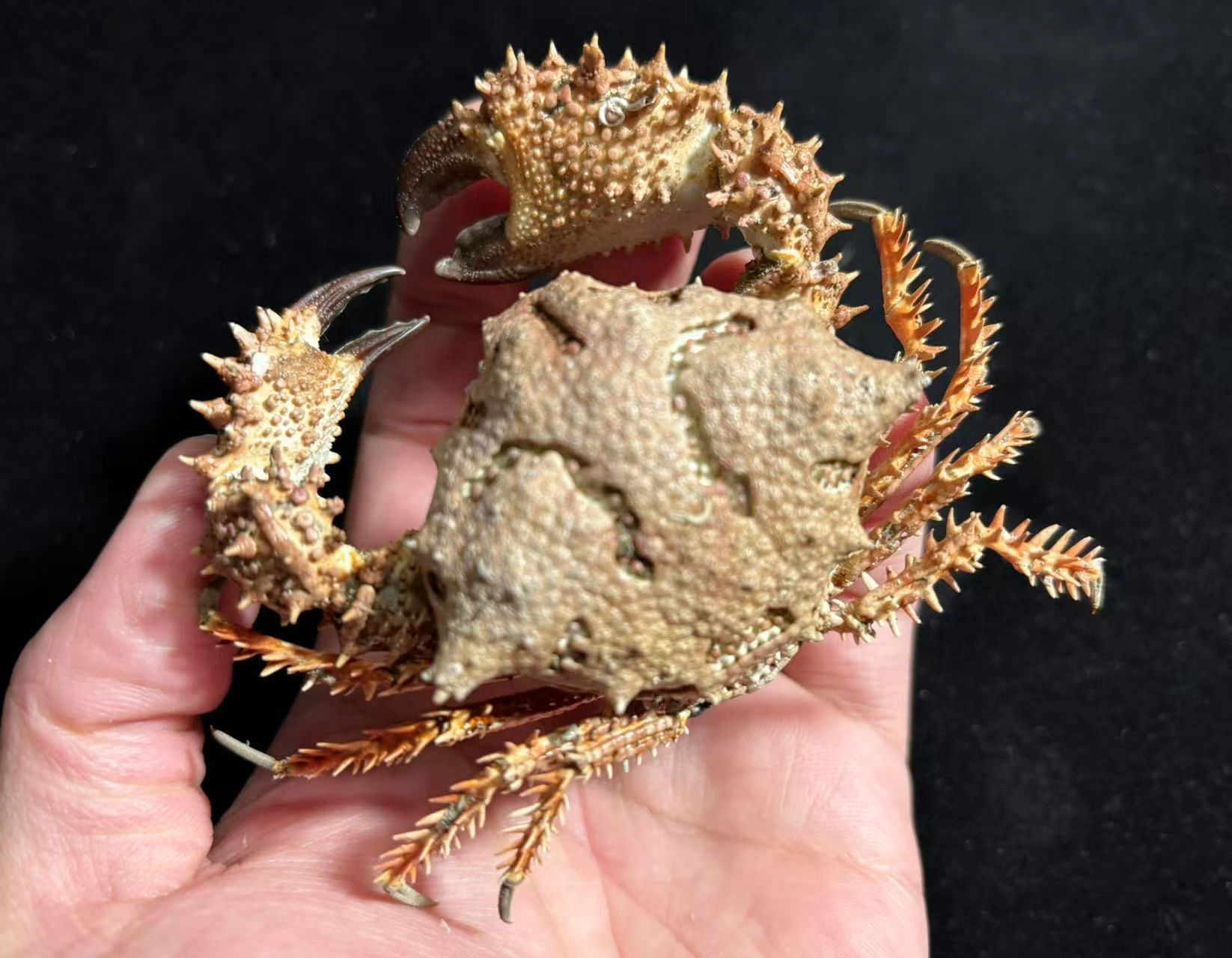 Rare Found Big Size Spiny Land Crab Dairoides kusei