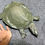 Thumbnail: Mississippi Soft-shelled Turtle Apalone mutica