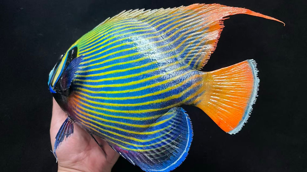 Thumbnail: Pomacanthus imperator Fish Taxidermy