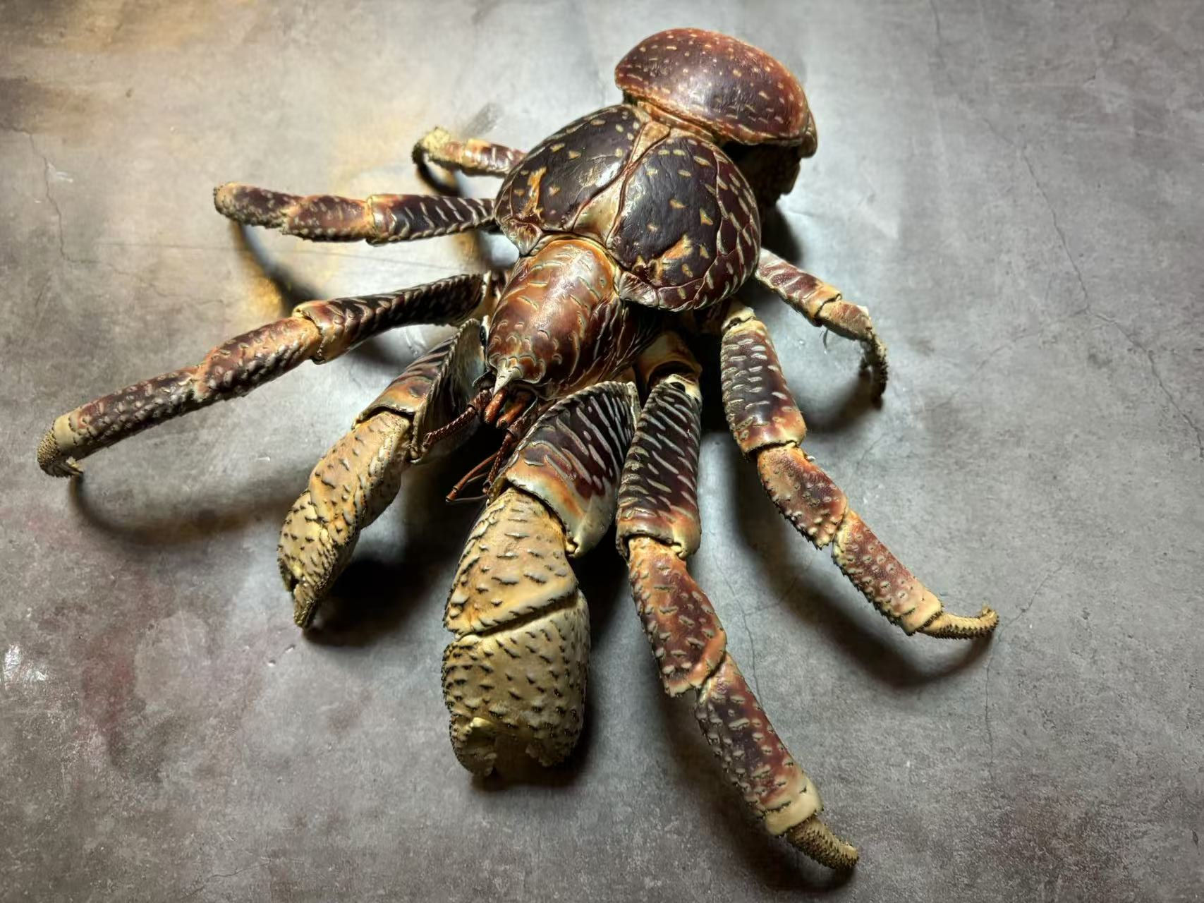 Medium-small Coconut Crab Birgus latro