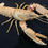 Thumbnail: Large Enoplometopus debelius Crayfish