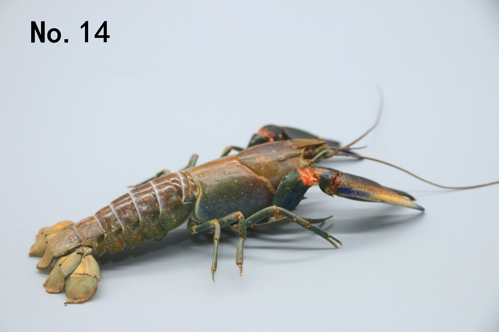 Cherax pulcher blue and brown crayfish taxidermy