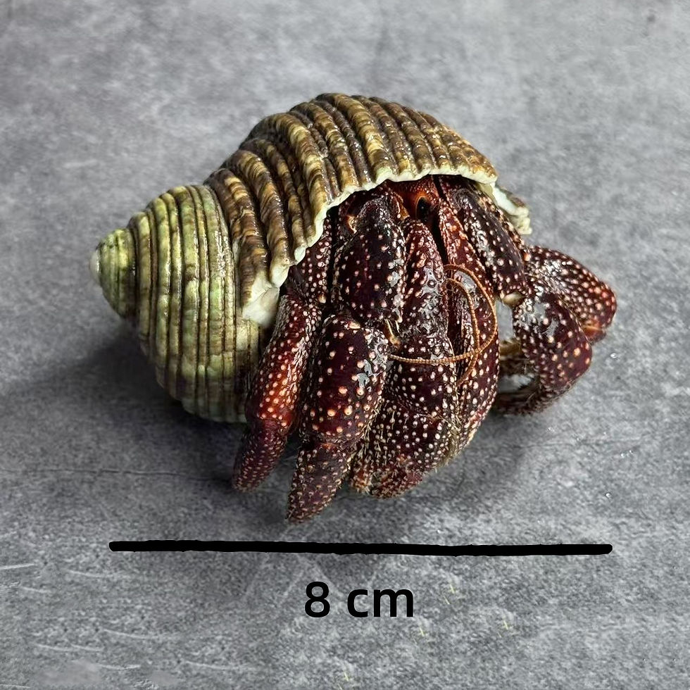 Thumbnail: Hermit Crab Taxidermy