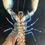 Thumbnail: Repainted Blue Lobster Homarus gammarus Taxidermy