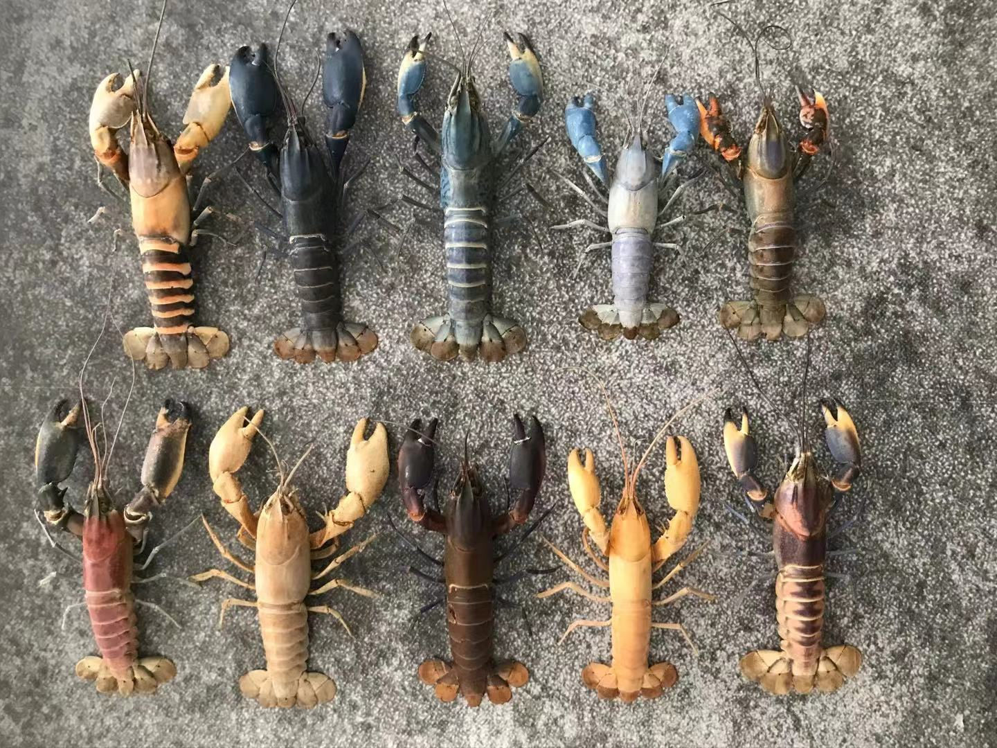 10 Crayfishes Set Taxidermy No.3